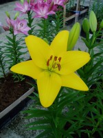 [1699 Barasso VH No01.JPG]